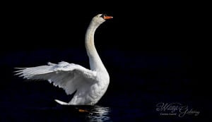 Bird Majesty