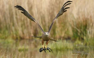 Black Kite