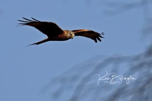 Red Kite in Flight