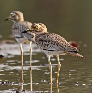 Two Senegal Thick-knees in Shalow Water