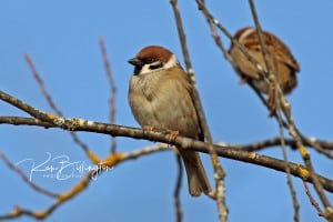 Tree Sparrows
