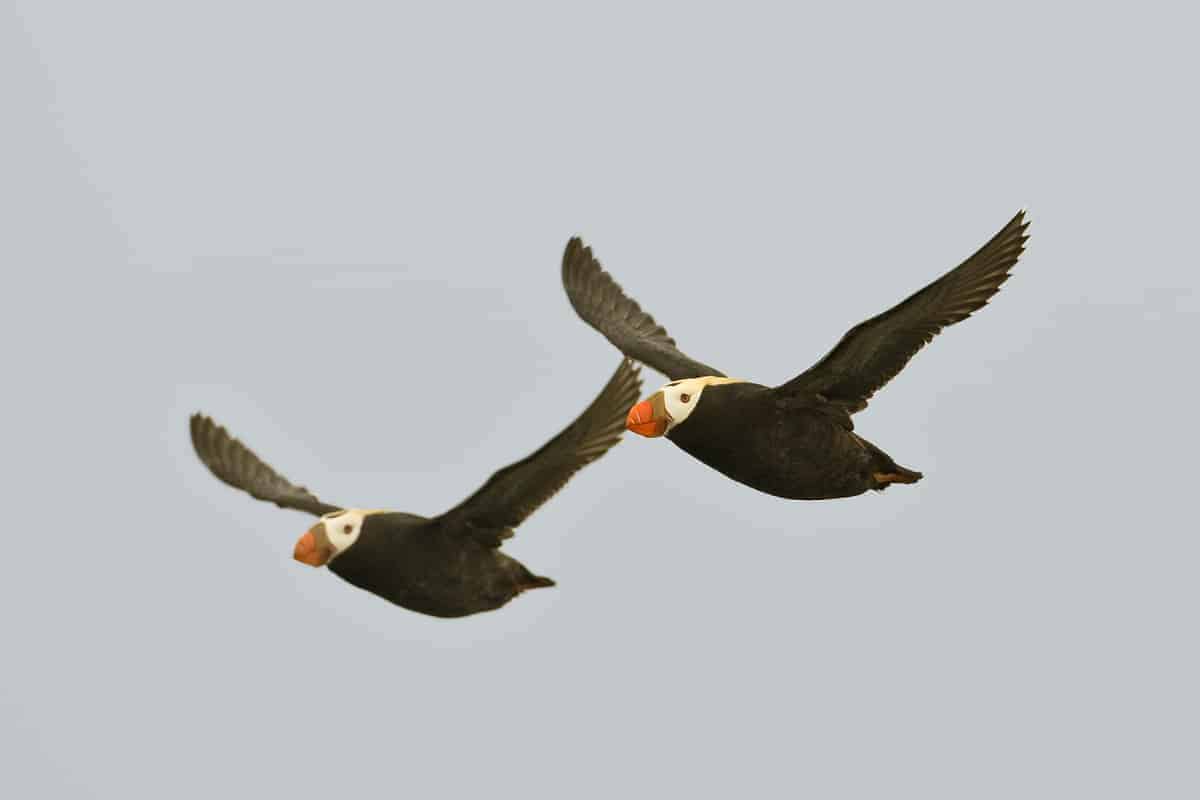 Parallel Puffins