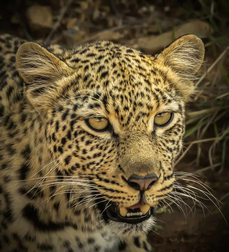 Close up with a Pilanesberg Leopard