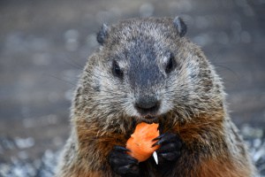Mama Woodchuck with Carrot