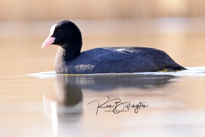 Coot at Eye Level