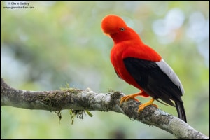 Andean Cock of the Rock