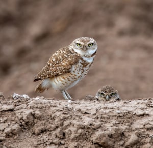 Burrowing Owl Couple