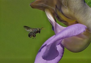 Apine Bee - Landing for a Meal.