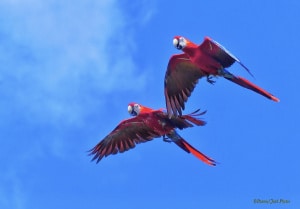 Macaws - Couple in Flight.