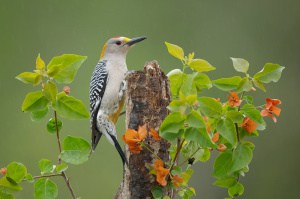 Golden-fronted Woodpecker