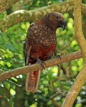 New Zealand Kaka