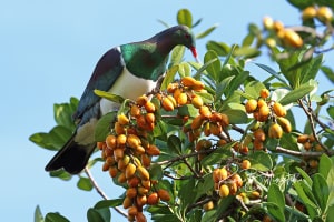 New Zealand Pigeon