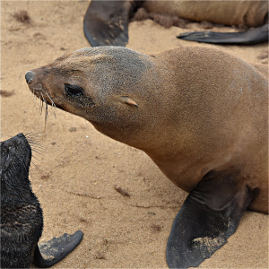Seal with Her Young