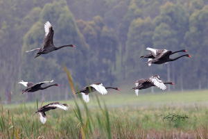 Flaps Down for Landing - Black Swans