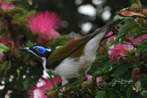 Looking for Nectar - Blue-faced Honeyeater