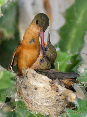 Mama Hummingbird Feeding the Babies