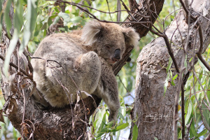 Koala Bears Sleep 20 Hours a Day