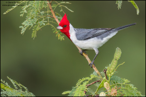 Red-crested Cardinal 