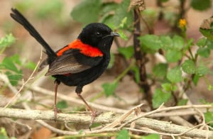 Red Backed Fairy-wren