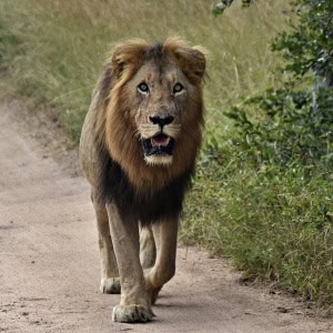 A Morning Walk