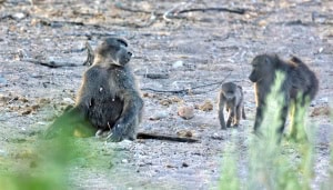 Baboons