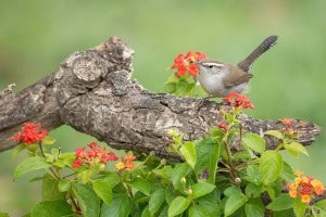 Bewick’s Wren on Lantana