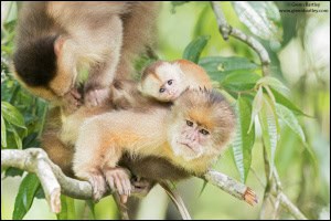 Capuchin Monkeys
