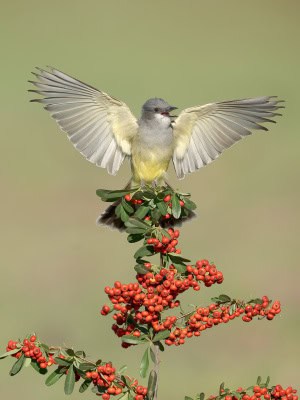 Cassin’s Kingbird on Pyracantha