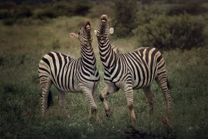 Zebra Smiles