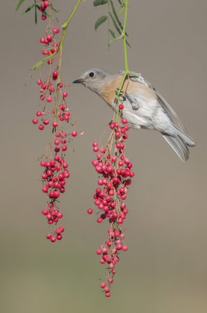 Female Western Bluebird on California Peppertree