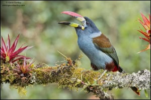 Gray-breasted Mountain-toucan (Andigena Hypoglauca)