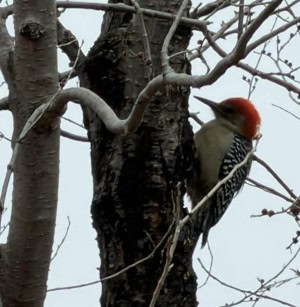 Would He Woodpecker 