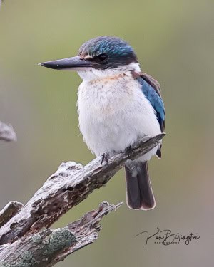 Sacred Kingfisher