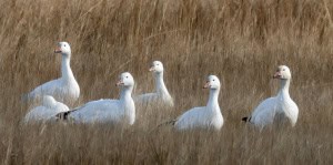 Snow Geese