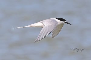 White Fronted Tern