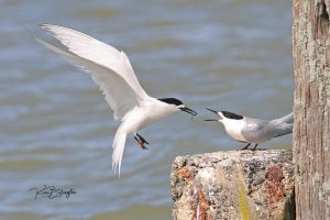 Feeding Time - White Fronted Tern
