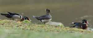 I Think I’ll Be a Wood Duck