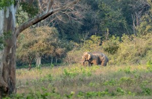 Tusker