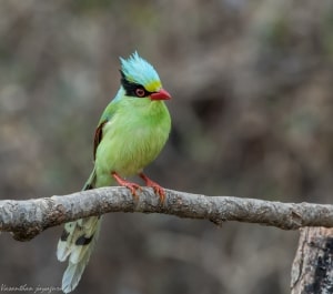 Green Magpie