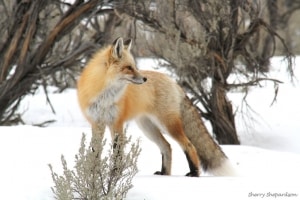 Red Fox in Winter