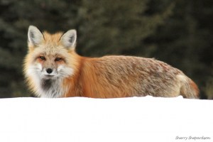 Red Fox on Snow Bank