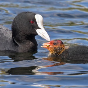 Coot with Chick