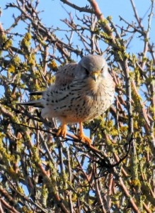 Spying Out Prey