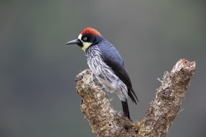 On a Limb
