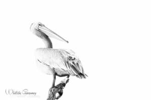 Hight Key Pelican