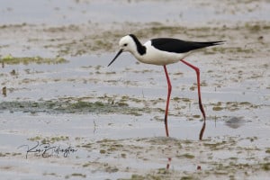 Pied Stilt
