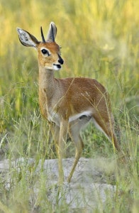 Steenbok Alert