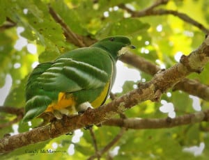 Cloven-feathered Dove