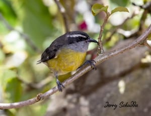 Bananaquit