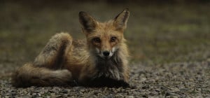 Wet Fox on Driveway
